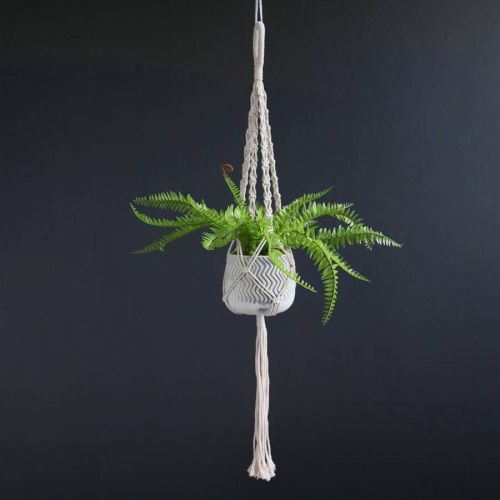 Fern In Hanging Pot