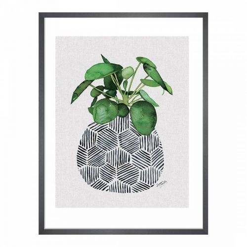 Chinese Money Plant 40x50cm Framed Print