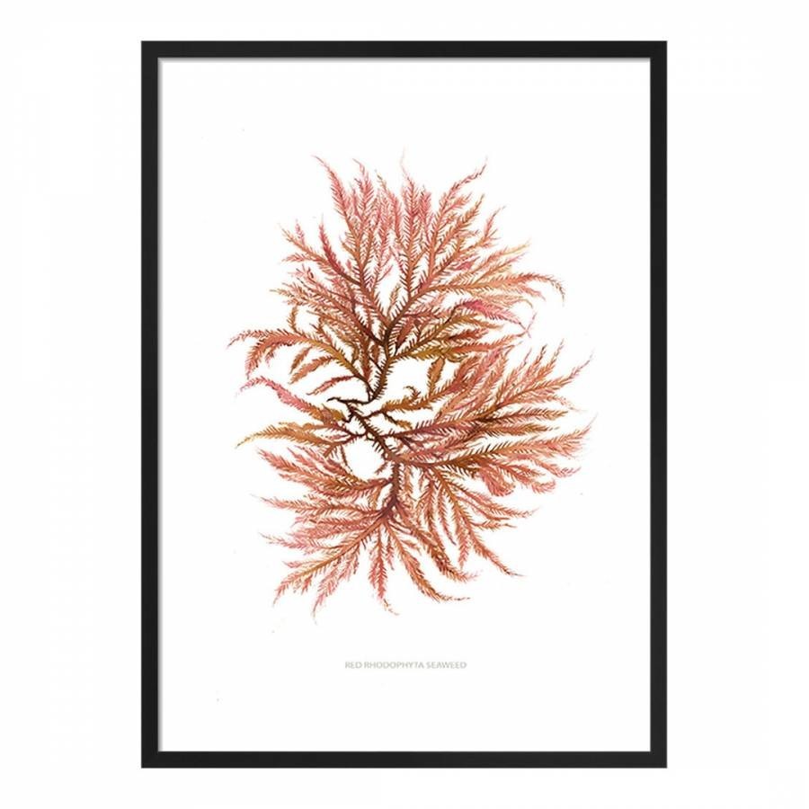 Red Rhodophyta Seaweed 50x40cm Framed Print