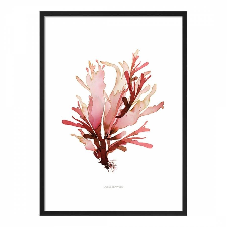 Dulse Seaweed 50x40cm Framed Print