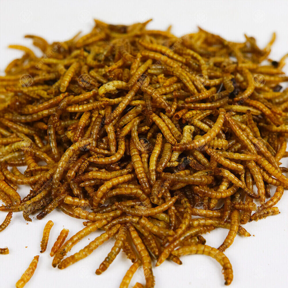 1Kg Wild Bird Dried Mealworms Freepost