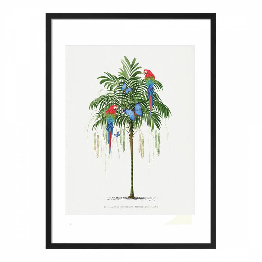Parrot Palm
