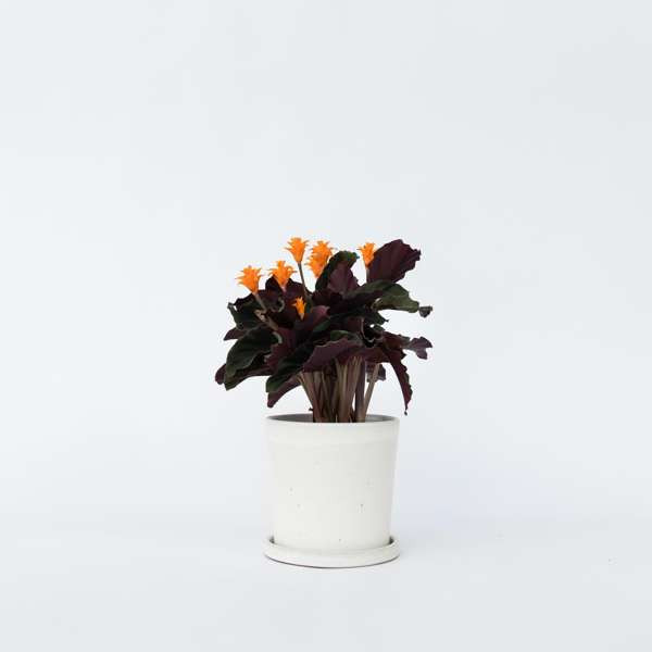 Prayer Plant - Calathea Crocata 'Tassmania' - H40-50cm
