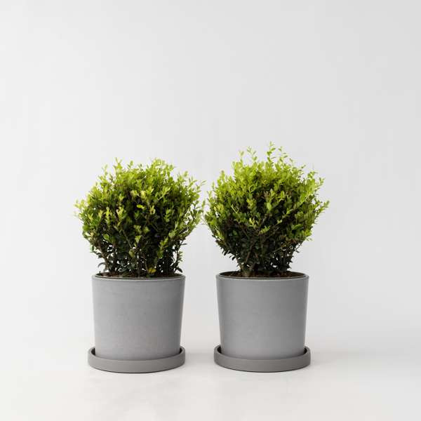 Japanese Holly - 2 x Plants Ilex Crenata 'Jenny' - H30-40cm