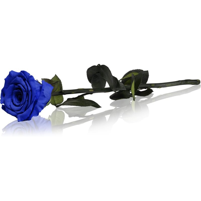 RoseAmor Blue stabilised rose on a stalk 1 pc