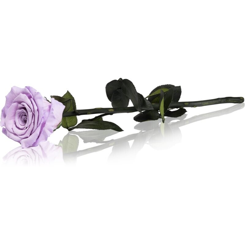 RoseAmor Lila stabilised rose on a stalk 30 cm 1 pc